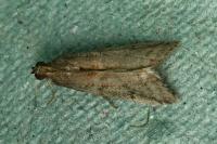 Ephestia