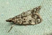 Eudonia lacustrata