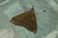 Pechipogo strigilata