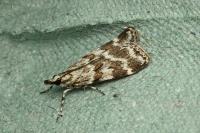 Scoparia pyralella