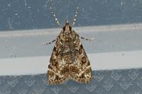 Eudonia mercurella