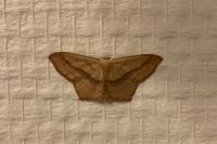Scopula imitaria