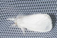 Sphrageidus similis
