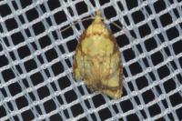 Acleris bergmanniana