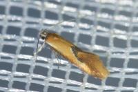 Batia lunaris