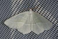 Campaea margaritaria