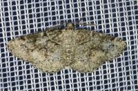 Cleorodes lichenaria