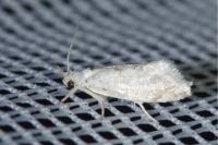 Epinotia bilunana
