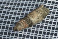 Sciota rhenella