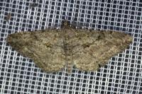 Peribatodes rhomboidaria