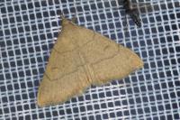 Paracolax tristalis