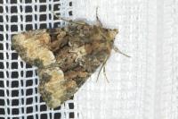 Oligia