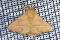 Malacosoma neustria