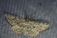 Hypomecis roboraria