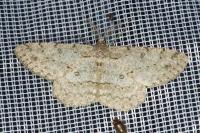 Hypomecis punctinalis