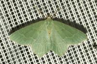 Hemithea aestivaria