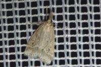 Eudonia pallida