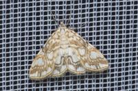 Elophila nymphaeata