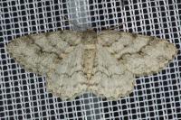 Ectropis crepuscularia