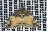 Dysstroma truncata