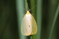Cybosia mesomella