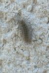 Diaphora mendica