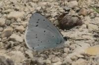 Celastrina argiolus