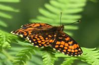 Melitaea athalia