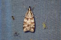 Scoparia pyralella