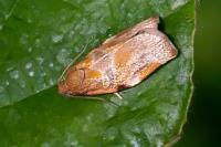 Archips