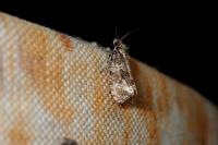 Celypha lacunana
