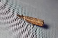 Platytes cerussella