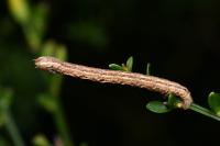 Pachycnemia hippocastanaria