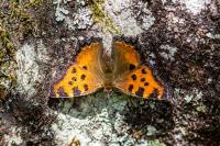 Nymphalis polychloros