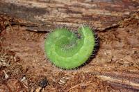 Maniola jurtina