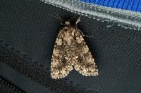 Acronicta rumicis