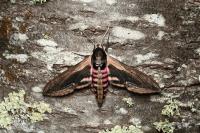 Sphinx ligustri