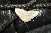 Idaea subsericeata