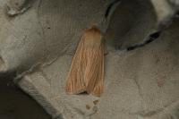 Mythimna pallens