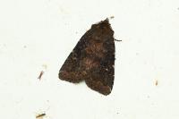 Rusina ferruginea