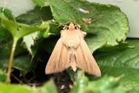 Mythimna pallens