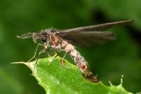 Sterrhopterix fusca