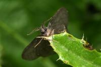 Sterrhopterix fusca