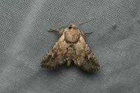 Apamea sordens