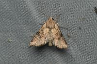 Apamea sordens