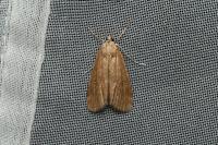 Parapoynx stratiotata