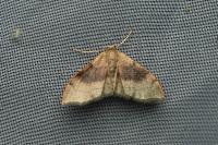 Idaea degeneraria