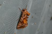 Autographa jota
