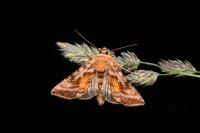 Autographa jota