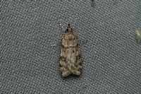 Scoparia